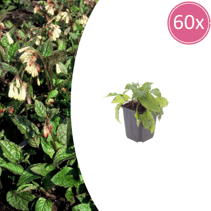 60x Symphytum grandiflorum - ↕10-25cm - Ø9cm