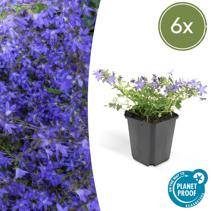 Campanula poscharskyana 'Stella' with abundant purple-blue star-shaped flowers and green foliage in black plastic pot