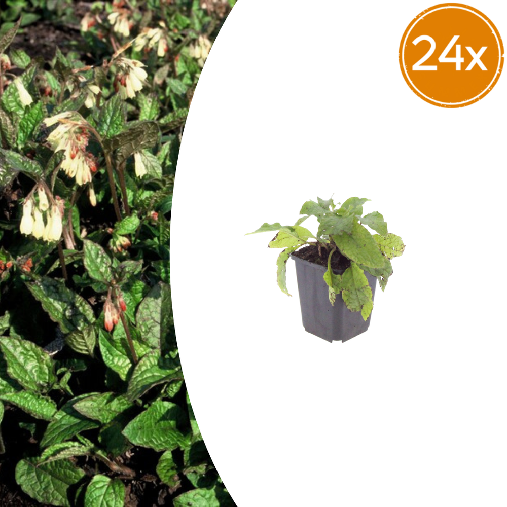 Healthy foliage and strong roots close-up of 24x Symphytum grandiflorum - ↕10-25cm - Ø9cm
