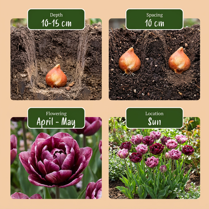96x Tulipa Sweet Desire Mix Bulbs - Mixed - Spring Flowering - Size 11/12