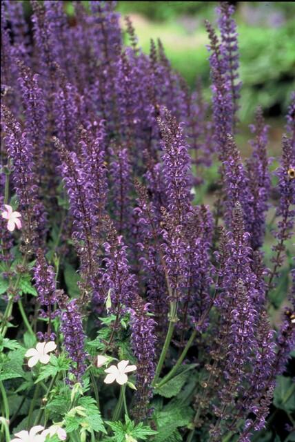 6x Salvia nem. 'Mainacht' - ↕10-25cm - Ø9cm styled in an Irish home interior