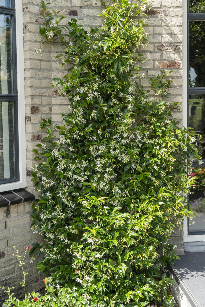 Star jasmine climbing plant with small glossy leaves and white star-shaped flowers trained against stone wall, 65cm…