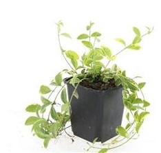 48x Vinca minor 'Aureovariegata' Golden Variegated Periwinkle - 9cm