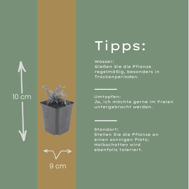 48x Gaura l. 'Siskiyou Pink' - ↕10-25cm - Ø9cm