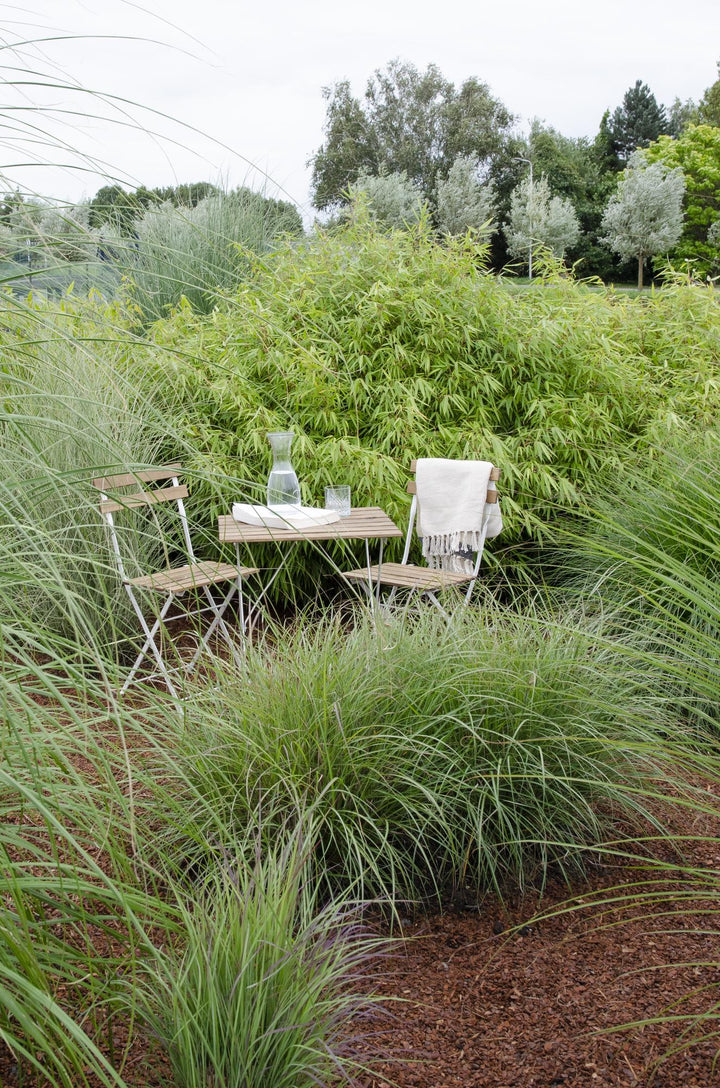 !2x Fargesia rufa - Non-Invasive Bamboo - Ø14cm - ↕40cm