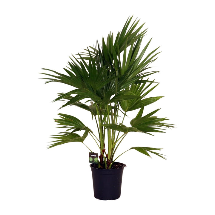 Chinese fan palm with wide pleated fan-shaped fronds on arching stems, 100cm tall in a 24cm pot