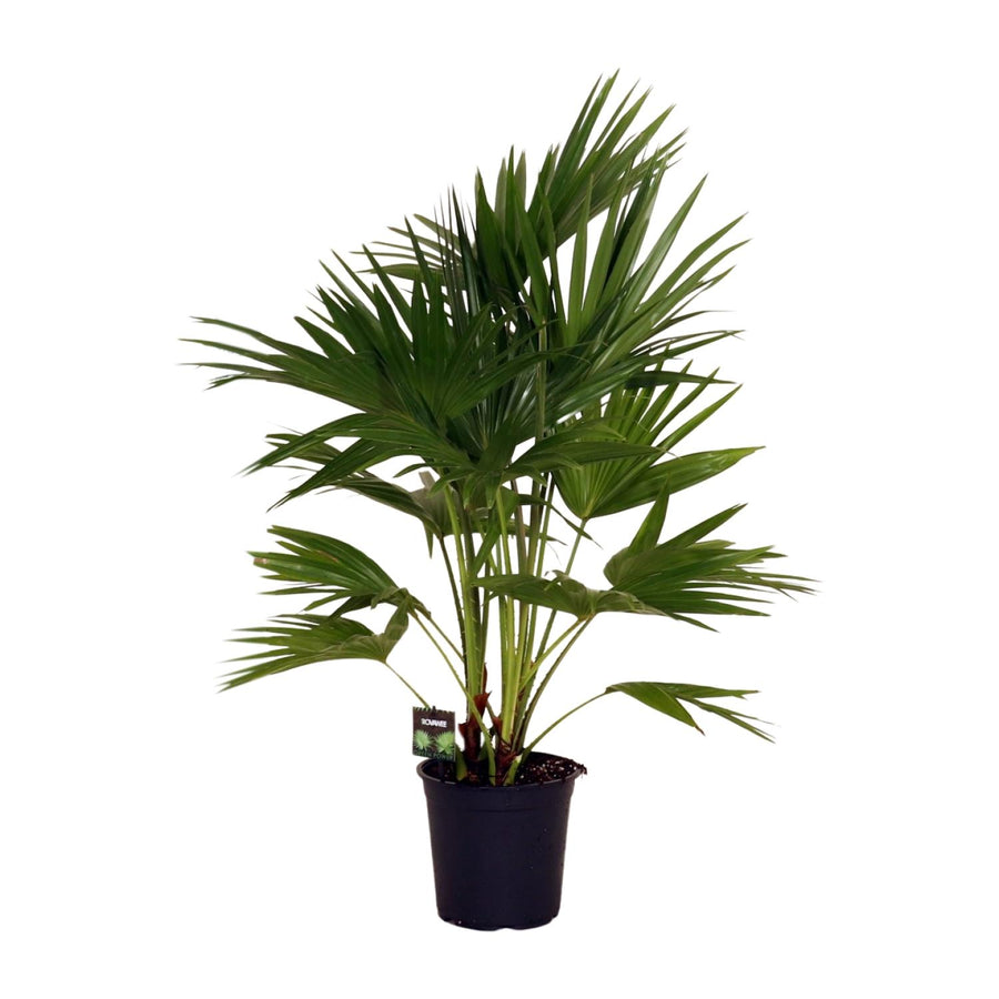 Chinese fan palm with wide pleated fan-shaped fronds on arching stems, 100cm tall in a 24cm pot