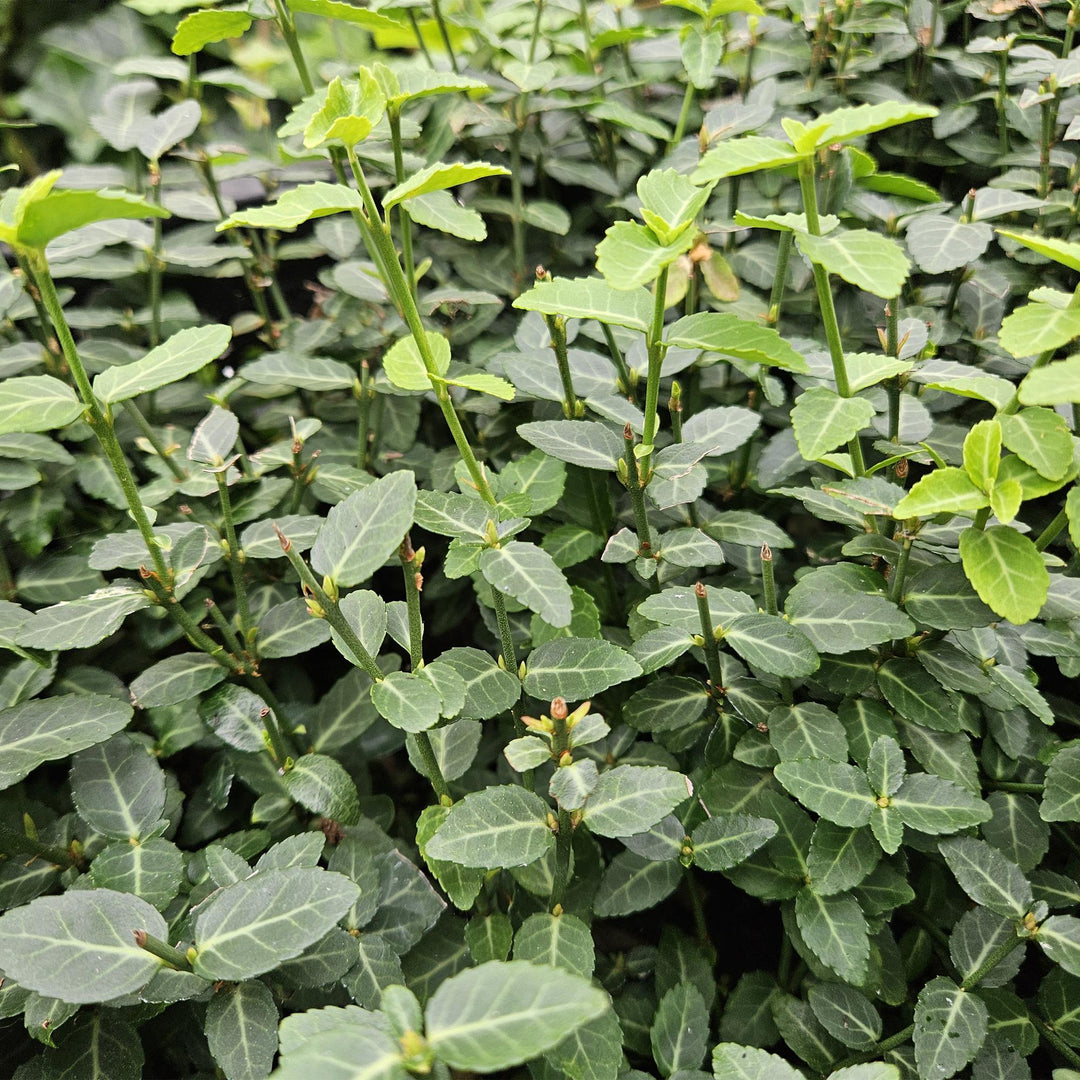 60x Euonymus fortunei radicans - Evergreen Ground Cover - 10-25cm