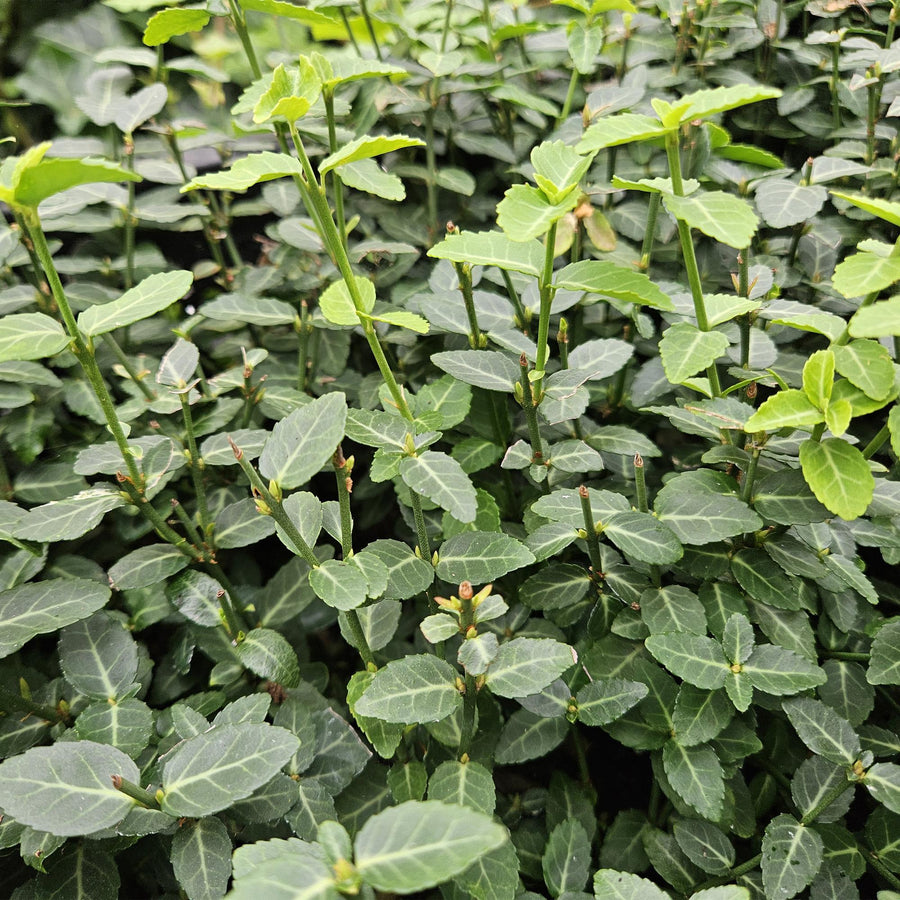 60x Euonymus fortunei radicans - Evergreen Ground Cover - 10-25cm full-plant overview, glossy evergreen hedge foliage