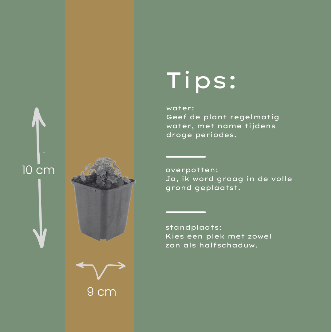 6x Geranium cin. 'Ballerina' - ↕10-25cm - Ø9cm