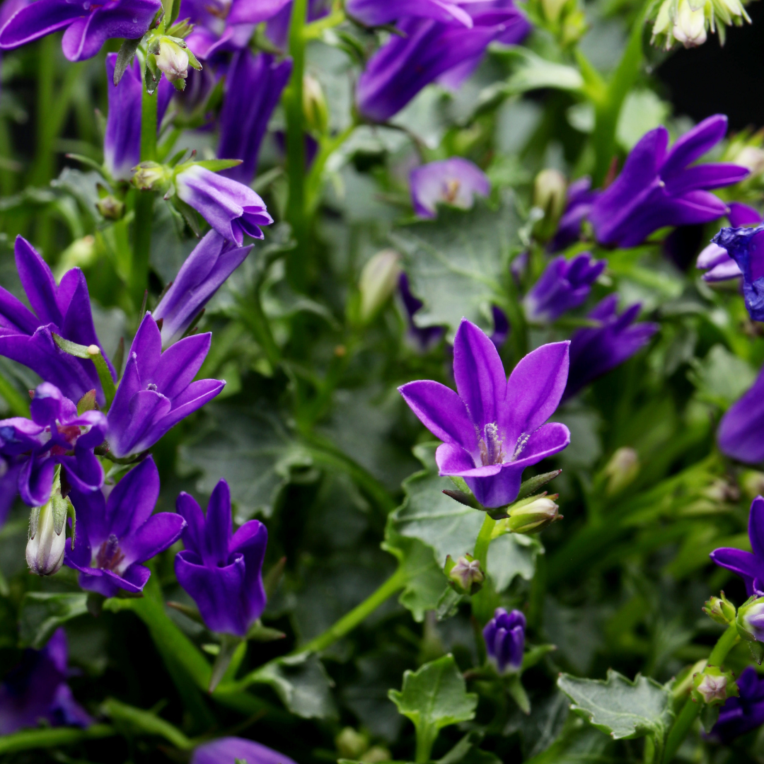 6x Campanula pers. 'Coerulea' - ↕10-25cm - Ø9cm — healthy root ball and nursery pot ready to ship from Ireland