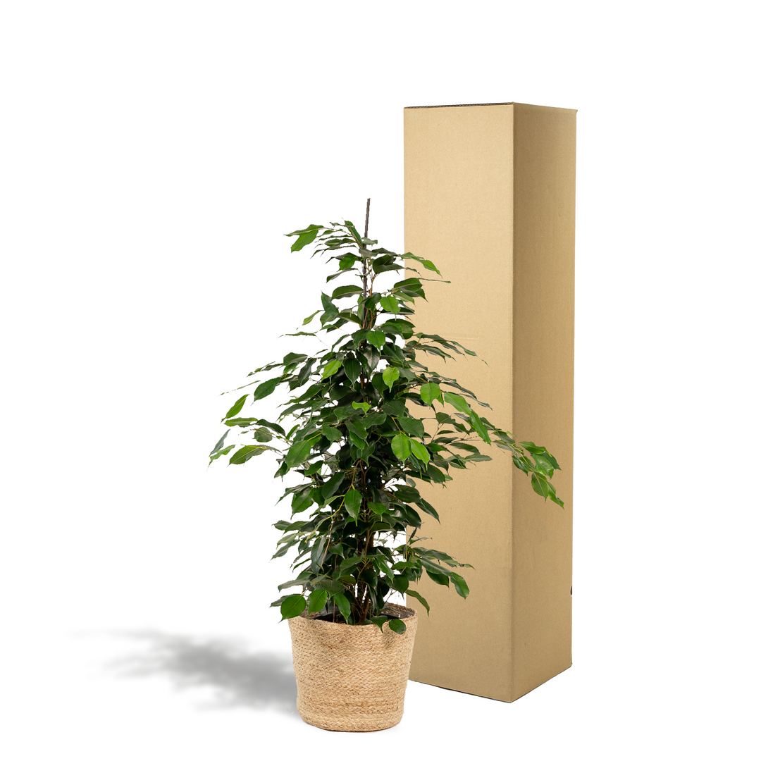 Ficus Benjamina 'Danielle' Weeping Fig - 21cm Pot - 95cm Tall - with Selin Basket