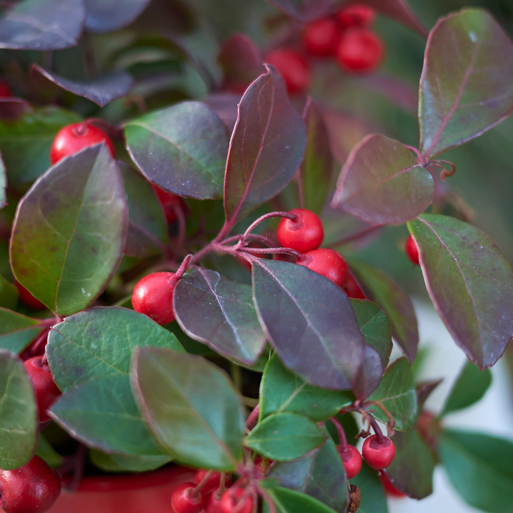 Gaultheria procumbens 'Big Berry' plant with bright red berries and green-purple foliage, 15-20 cm height, by Everspring.