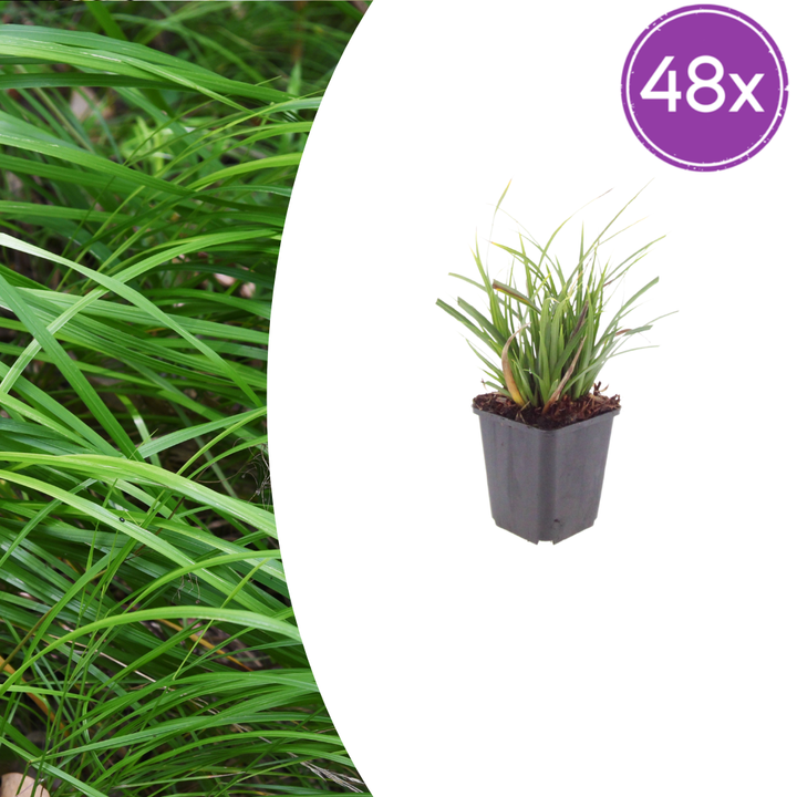 48x Carex morrowii - ↕10-25cm - Ø9cm