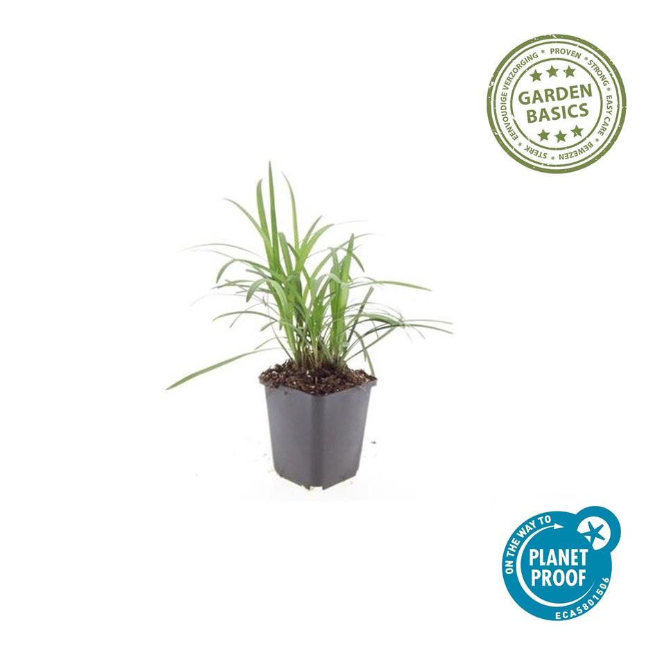 24x Liriope muscari 'Monroe White' - ↕10-25cm - Ø9cm