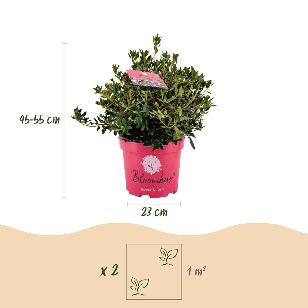 2 Rhododendron Bloombux Magenta plants in 23cm pots, 45-55cm tall - view 3