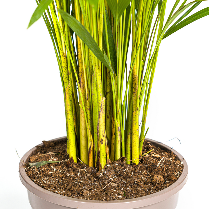 Dypsis Areca Lutescens 120-140cm — Areca Palm in 24cm pot
