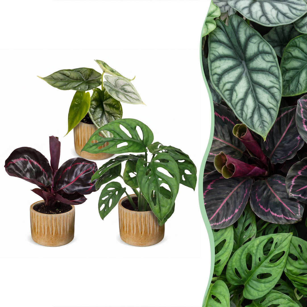Baby Jungle Mix tropical houseplants, pack of 3, Alocasia, Calathea and Monstera