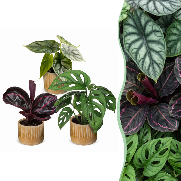 Baby Jungle Mix tropical houseplants, pack of 3, Alocasia, Calathea and Monstera
