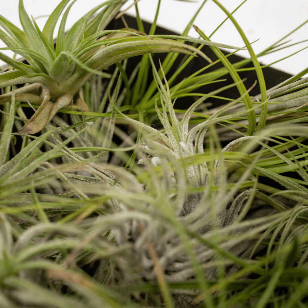 Everspring - Tillandsia Air mix - 20 pieces - 6 cm - ø6 styled in an Irish home interior