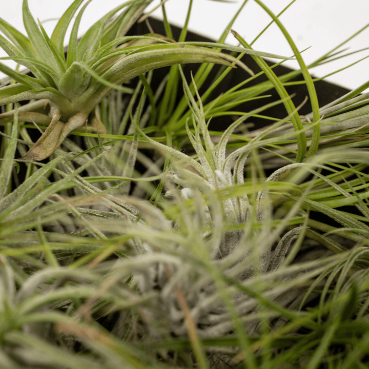Everspring - Tillandsia Air mix - 20 pieces - 6 cm - ø6 styled in an Irish home interior