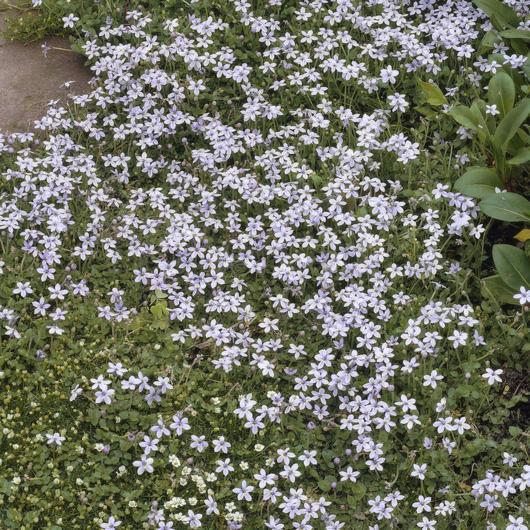 6x Isotoma fluviatilis - ↕10-25cm - Ø9cm alternative angle showing habit and leaf structure