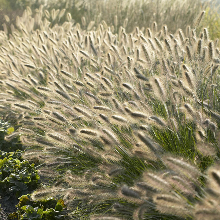 24x Pennisetum alopecuroides 'Hameln' Dwarf Fountain Grass - 9cm Pot - 10-25cm