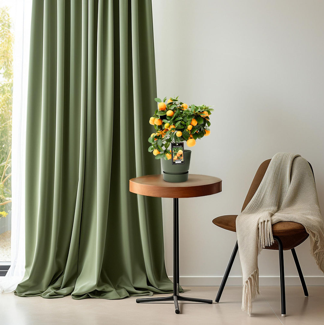 Citrus Calamondin - Mini Orange Tree - Ø15cm - ↕40cm