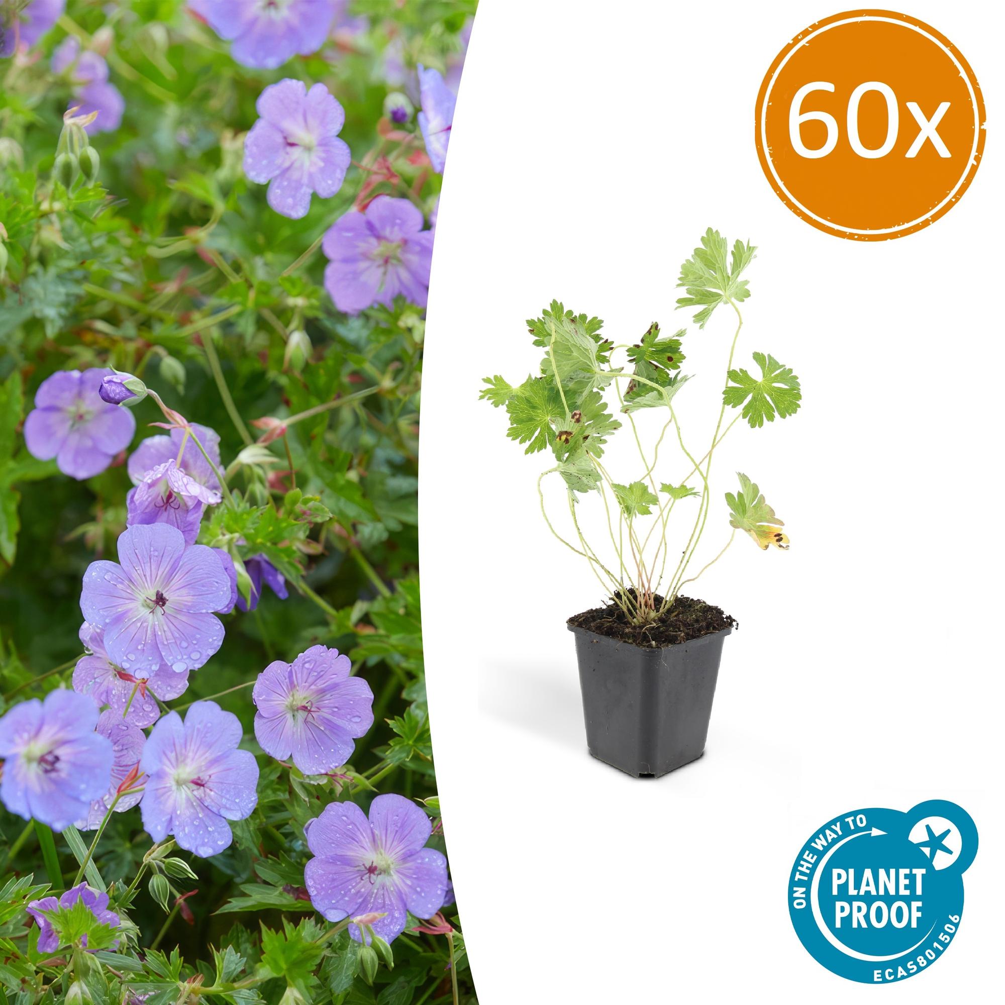Low Maintenance Plants - Easy Care Indoor & Outdoor