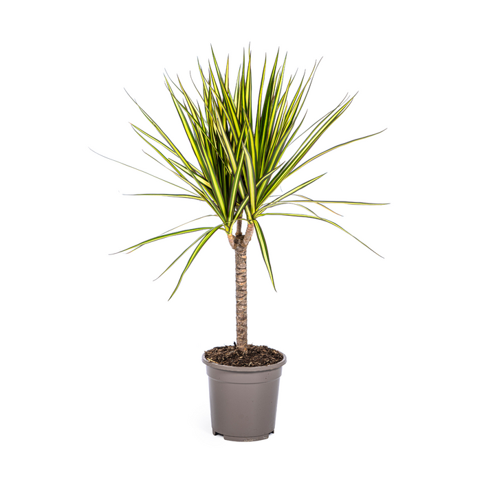 Dracaena Marginata Sunray 60-80cm — Madagascar Dragon Tree in 17cm pot