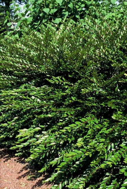 6x Lonicera pileata 'Purple Pearl' - ↕10-25cm - Ø9cm — healthy root ball and nursery pot ready to ship from Ireland