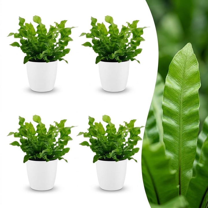 Crispy Wave Fern with bright green rippled fronds in a rosette, set of 4 plants in a white ceramic pot, about 30cm tall