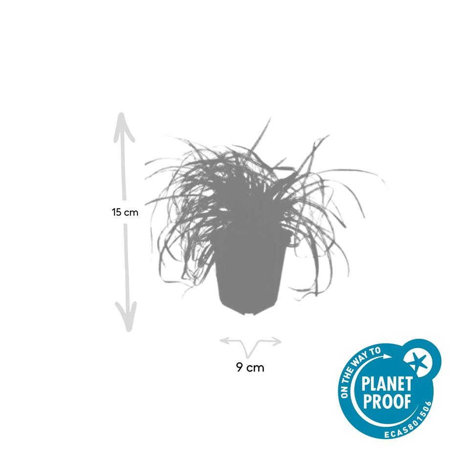 48x Carex Evergold Ornamental Grass | Gold Foliage – PlantGift.ie