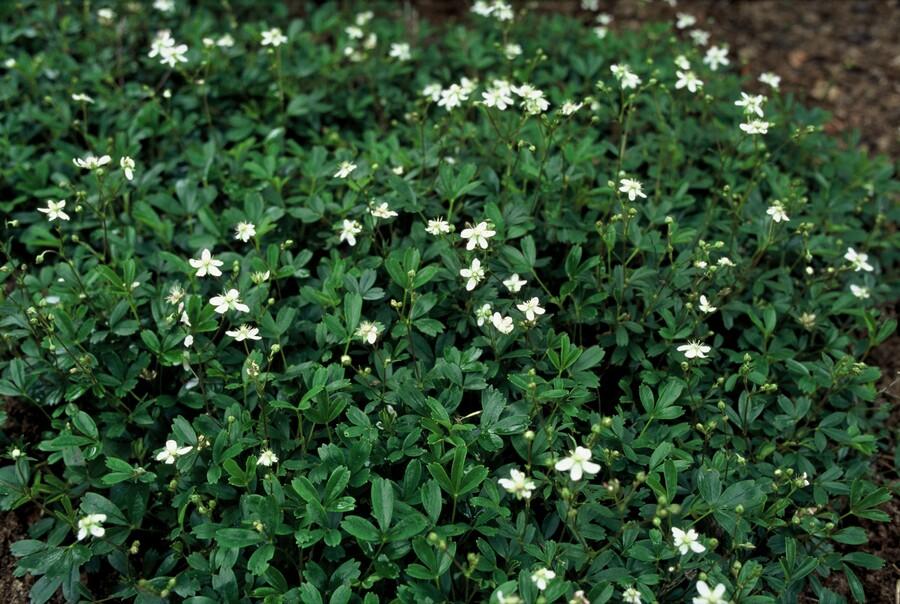 48x Potentilla tridentata 'Nuuk' - ↕10-25cm - Ø9cm
