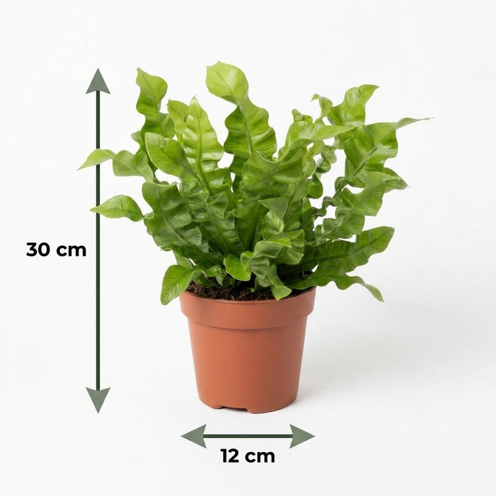 Crispy Wave Fern (Asplenium 'Crispy Wave') - 4 Plants with White Ceramic Pot - 12cm Pot - 30cm Tall