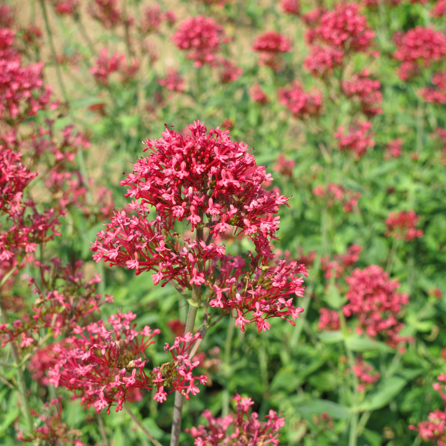 Red valerian with dense clusters of tiny bright pink flowers on green stems, multiple plants in soft focus background