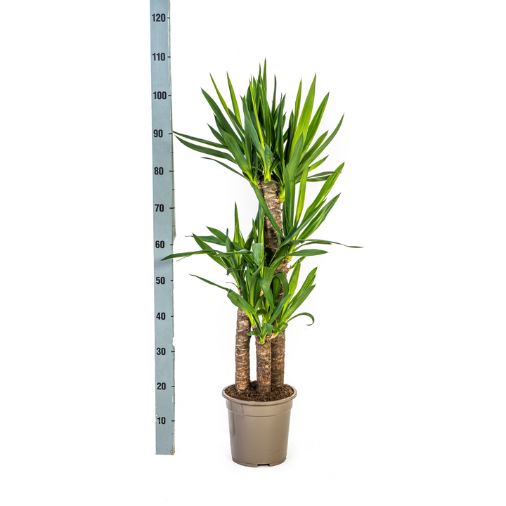 Yucca Elephantipes 90-110cm — Spineless Yucca in 21cm pot, with basket