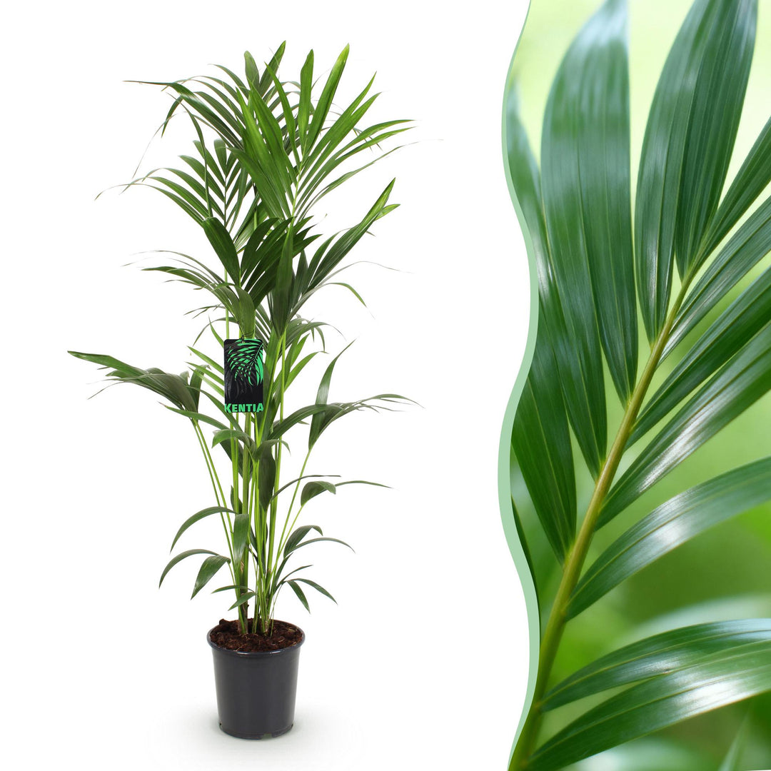 Kentia Palm (Howea forsteriana)