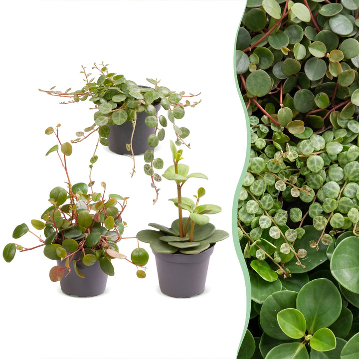 Baby Peperomia Mix houseplants, pack of 3