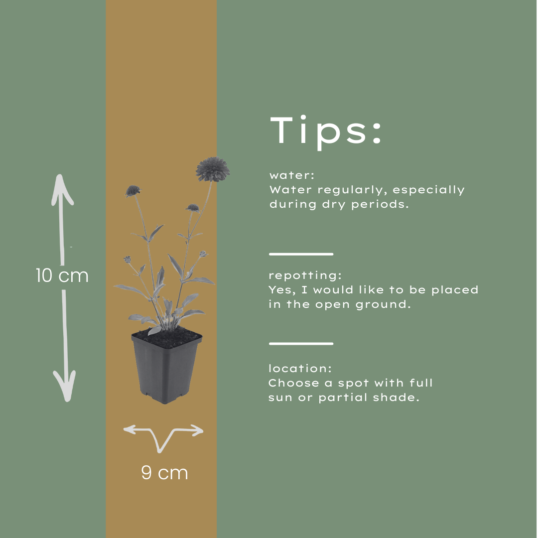 48x Knautia macedonica - ↕10-25cm - Ø9cm