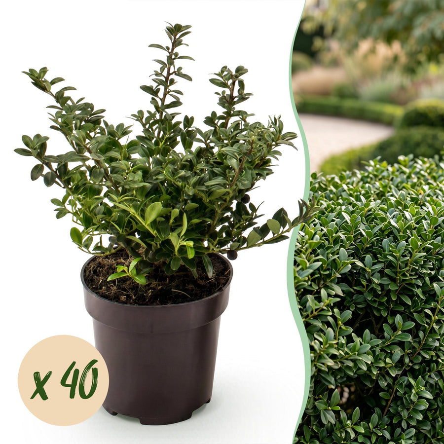40 Ilex crenata 'Stokes' Japanese holly plants in 9cm pots, 20-30cm tall