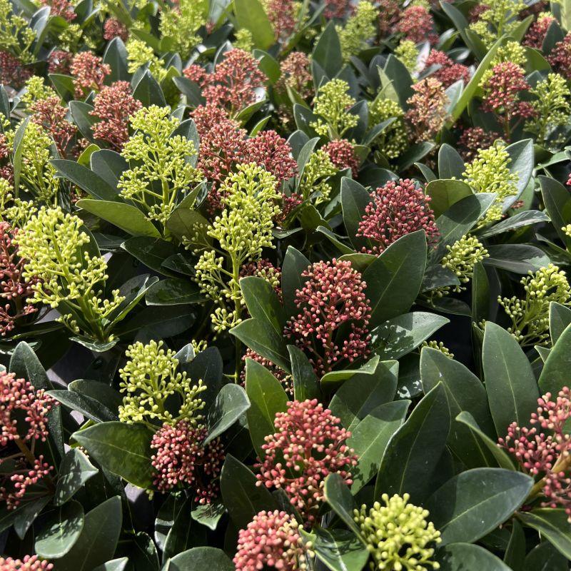 Duo of 2 Skimmia japonica 'Rubella' and 'Finchy' plants in 15cm pots, 30cm tall - view 4