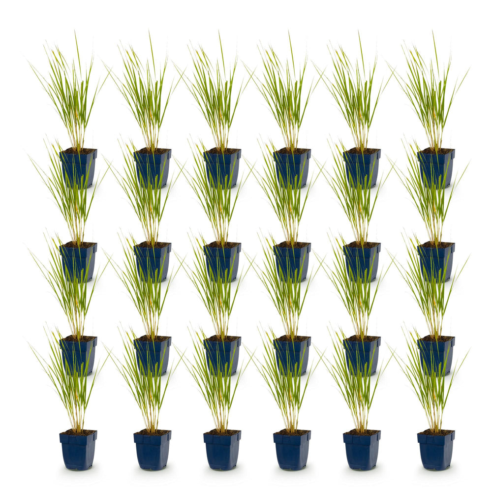 24x Calamagrostis Karl Foerster feather reed grass in 11cm pots - view 2