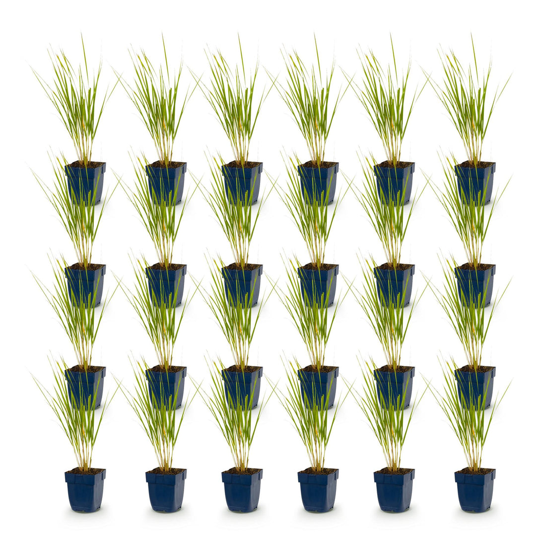 24x Calamagrostis Karl Foerster feather reed grass in 11cm pots - view 2