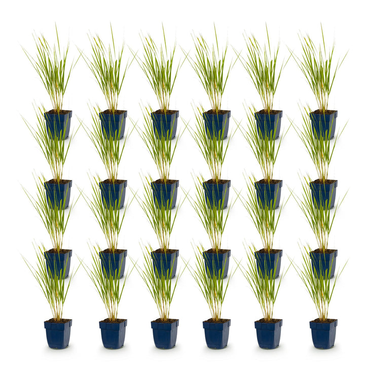24x Calamagrostis Karl Foerster feather reed grass in 11cm pots - view 2