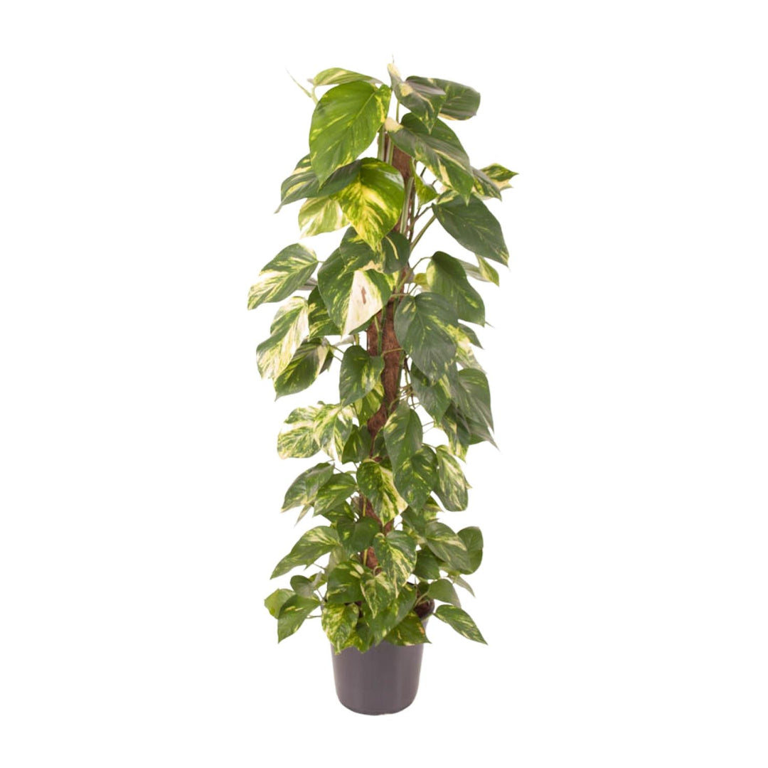 Golden Pothos 24cm Pot 120cm Tall - Air-Purifying Indoor Plant