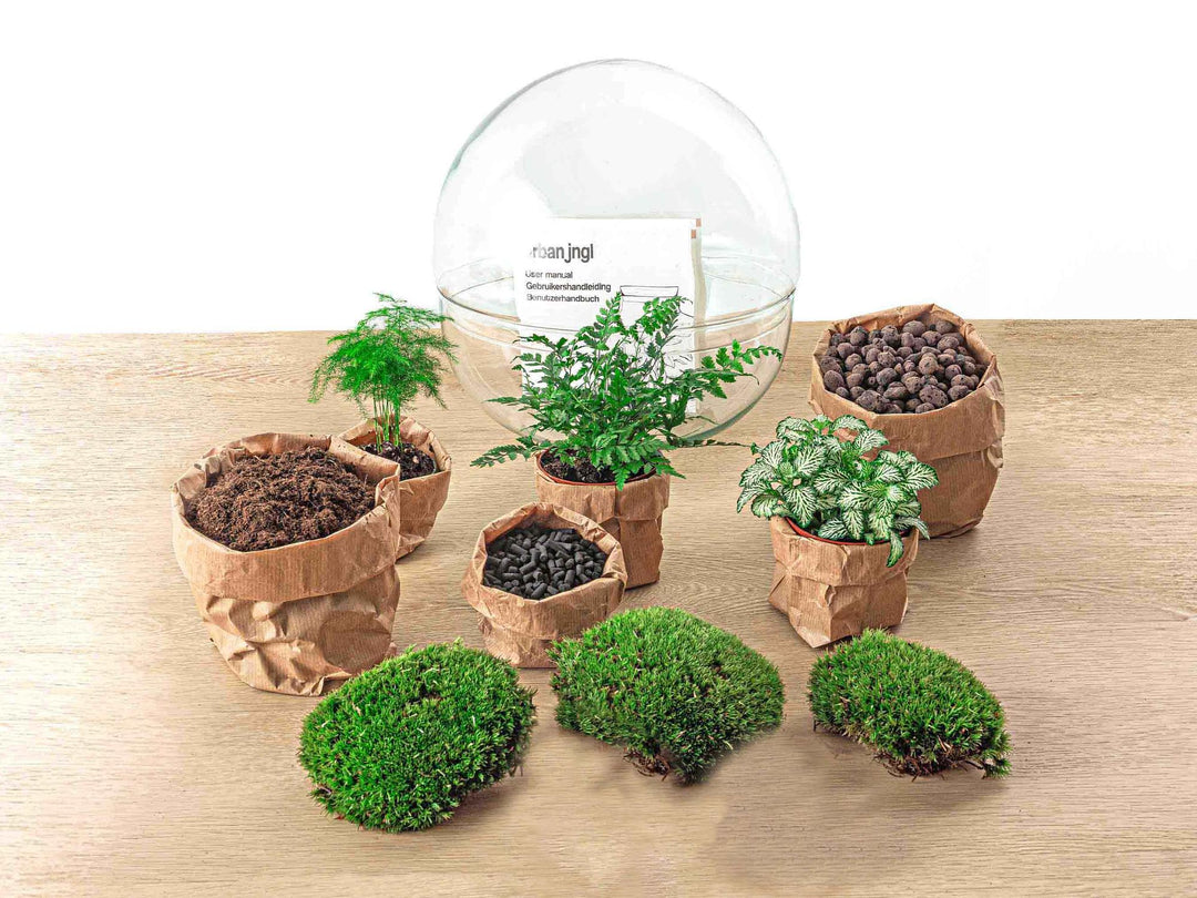 DIY terrarium kit by Everspring, Dome XL 30 cm with various potted plants and moss, no tools required.