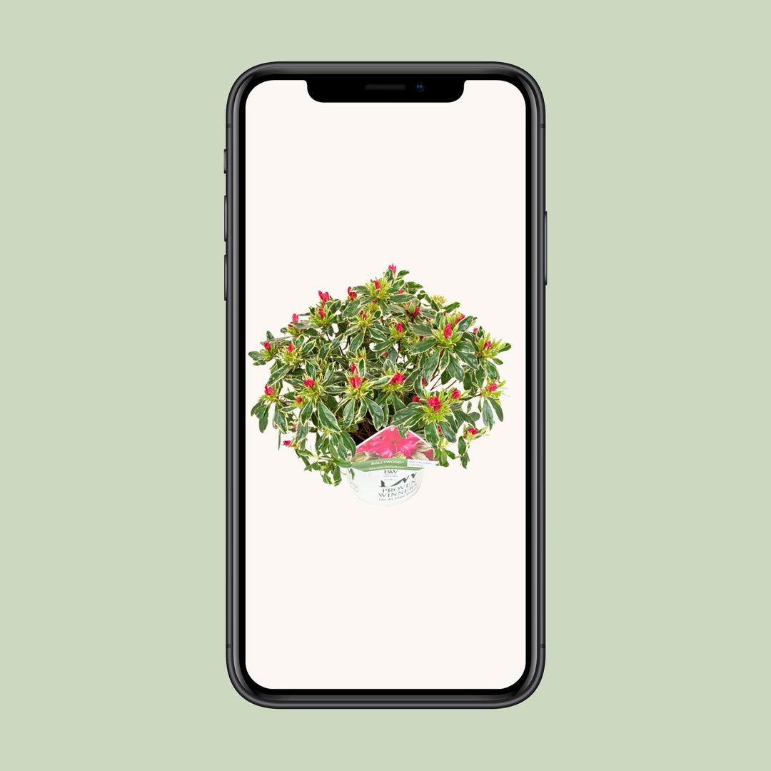 Rhododendron 'Bollywood' (Azalea) - Vibrant Pink Blooms - Ø19cm - ↕30-45cm