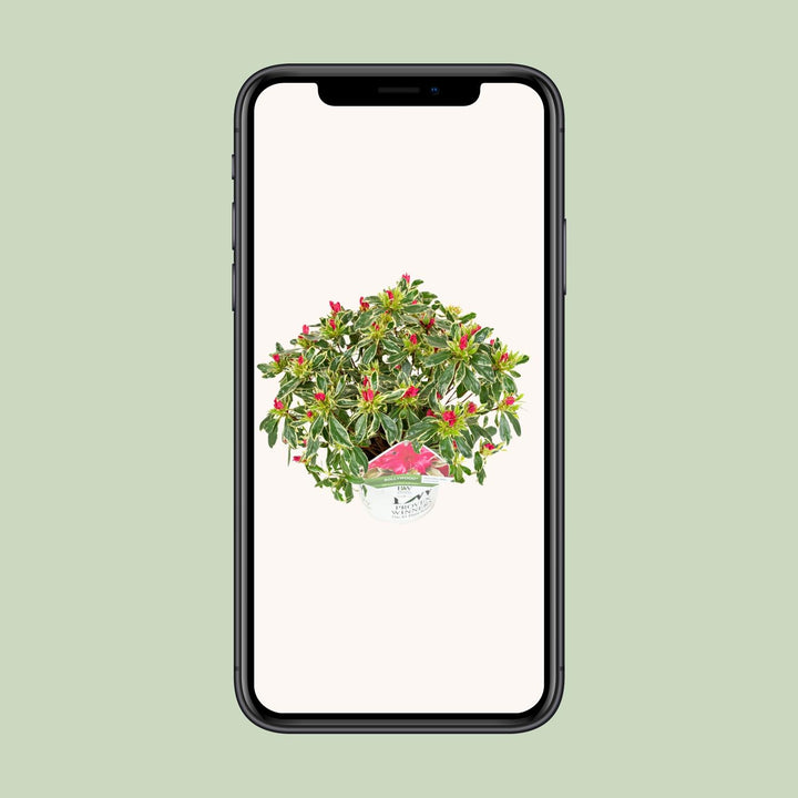 Rhododendron 'Bollywood' (Azalea) - Vibrant Pink Blooms - Ø19cm - ↕30-45cm