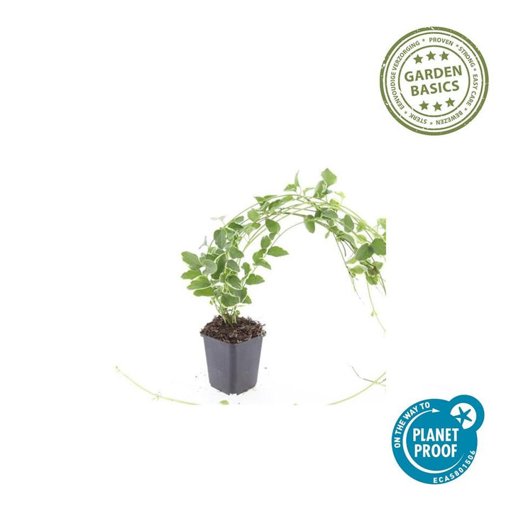 60x Vinca major 'Variegata' - ↕10-25cm - Ø9cm